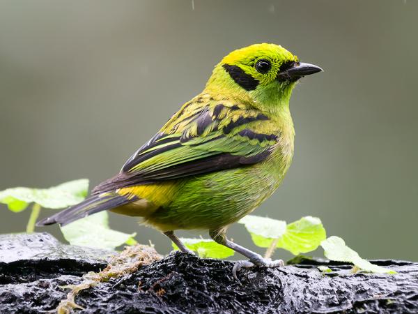 <h3><a href="/trips/costa-rica/biota/animalia/chordata/aves/040 passeriformes/127 thraupidae/tangara florida/tangara florida-nl.html">Tangara&nbsp;florida</a> / Emerald&nbsp;tanager / Smaragdtangare</h3>OM-1 Mark II met OLYMPUS M.150-400mm F4.5, 1/500 sec  bij F4.5, ISO 10000, afstand 4.3&nbsp;m